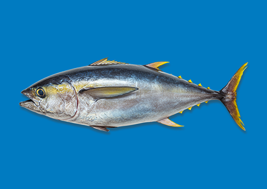 Atún Yellowfin
