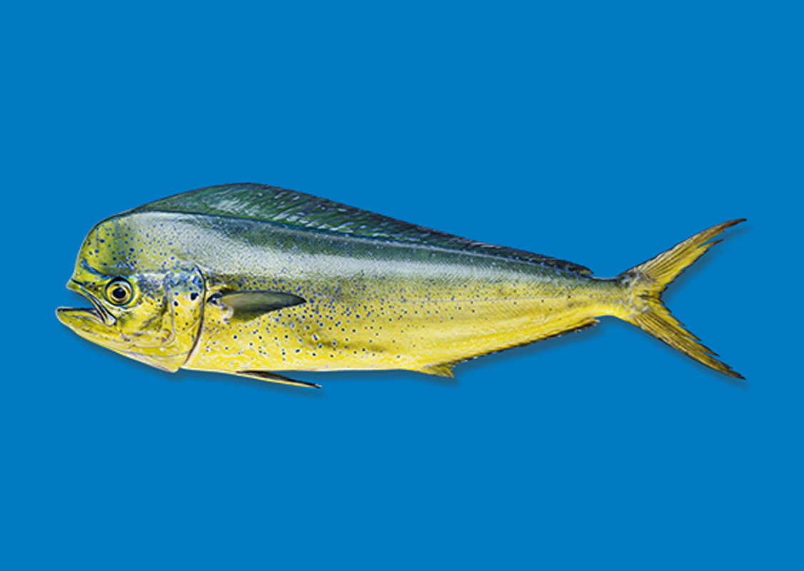 Dorado (Mahi-Mahi)